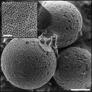 Mineralisierte Calcit-Schalen einzelliger Algen (Skalierung: 5 μm); Detailansicht: nano-poröse Struktur der Algenzellwand (1 μm)