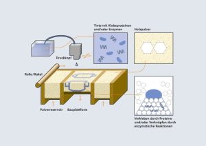 So könnte der insekteninspirierte Klebstoff in Kombination mit Holzpulver für das 3D-Druck-Verfahren Binderjetting eingesetzt werden.