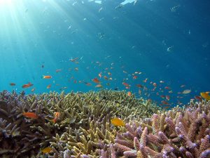  Korallen sind den Gezeiten und anderen Meeresströmungen ausgesetzt. Die Evolution hat dafür gesorgt, dass sie trotzdem stabil bleiben. 
