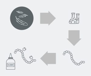  © Fraunhofer IGBHühnerfedern werden einem enzymatischen Prozess unterzogen, bei dem langkettige Polymere bzw. Protein-Ketten via Hydrolyse in kurzkettige Polymere gespalten werden. Diese bilden die Grundlage für die Herstellung der Klebstoffe.