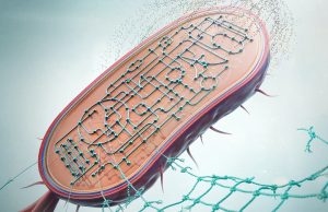 Eine gentechnisch veränderte Pseudomonas putida, die Nylon abbauen und in wertvolle Stoffe umwandeln kann. Das Bakterium wurde entwickelt, um das Recycling von Nylon zu verbessern und als Grundlage für biotechnologische Prozesse zu dienen. | Copyrights: Susanne Husted Nielsen